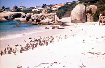 P..P...Pick up a Penguin